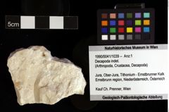 Foto (Objket + Etiketten) von Decapoda indet. 